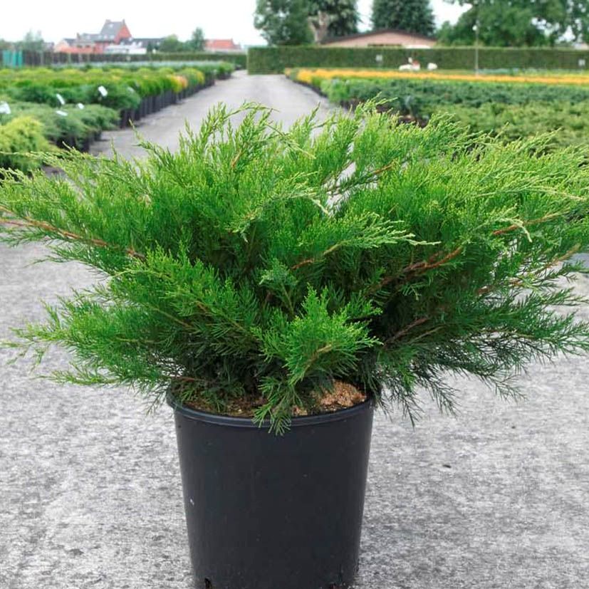 Можжевельник средний "Минт Джулеп" (Juniperus media "Mint Julep")
