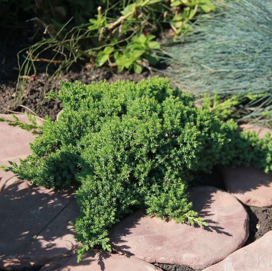 Можжевельник лежачий "Нана" (Juniperus procumbens "Nana")