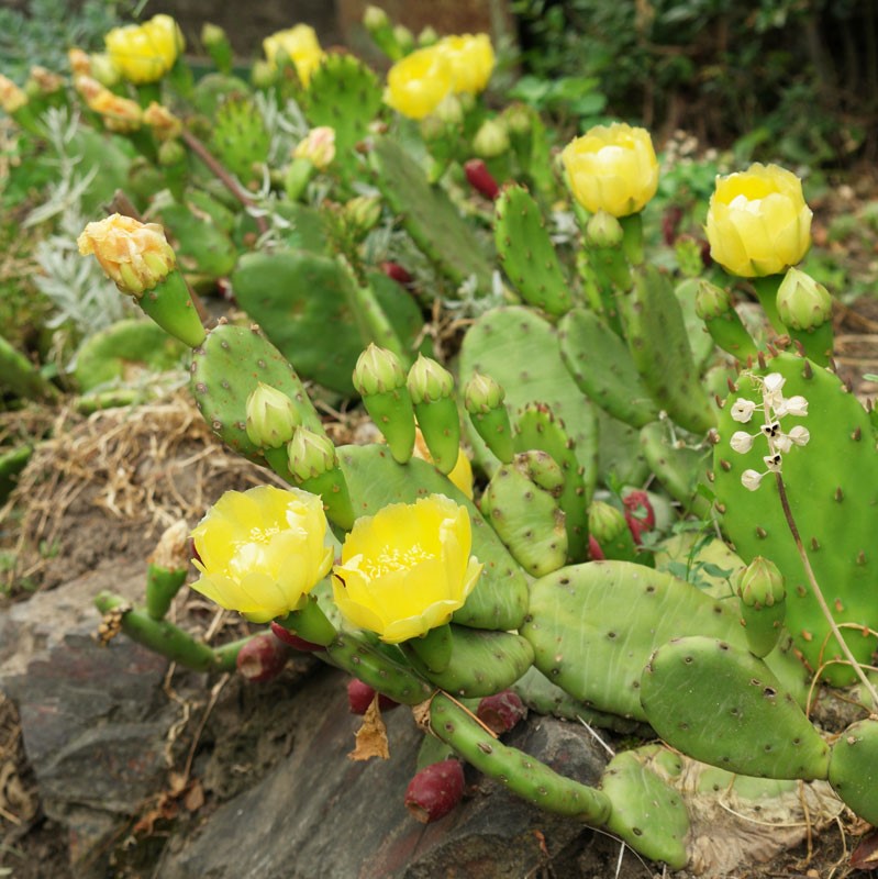 Опунция распростертая (зимующая) (Opuntia humifusa)