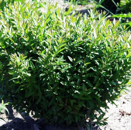 Бирючина обыкновенная "Лоденс" (Ligústrum vulgáre "Lodense")