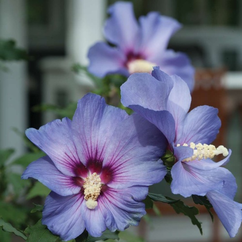 Гибискус сирийский "Озиау Блу" (Hibiscus syriacus "Oiseau Bleu")