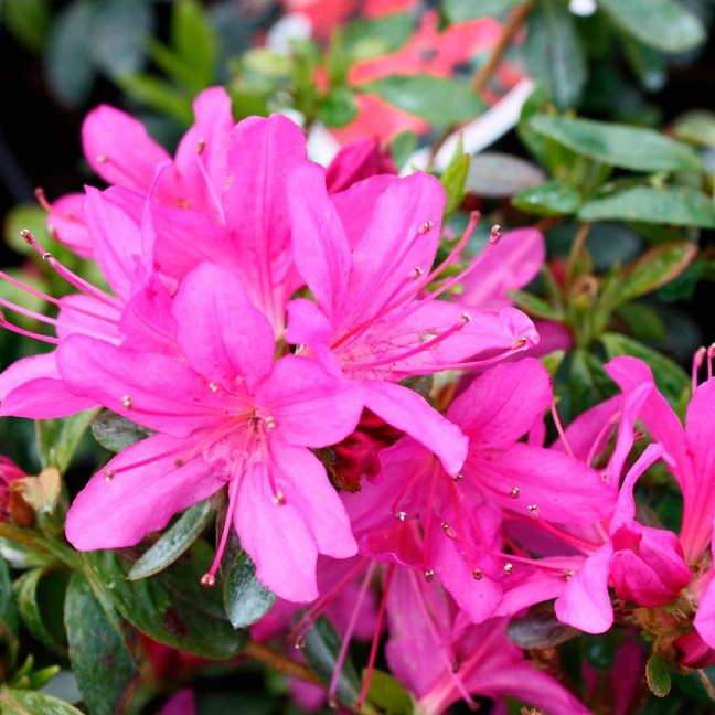 Рододендрон "Хатсуги (Rhododendron "Hatsugiri")