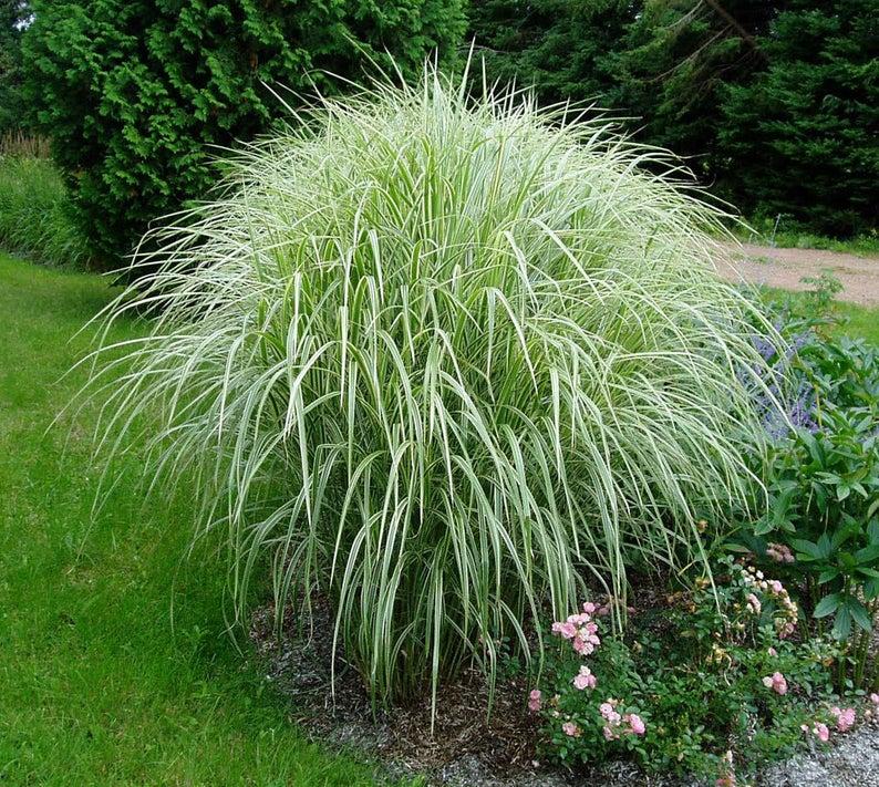 Мискантус китайский "Вариегатус" (Miscanthus sinensis "Variegatus")