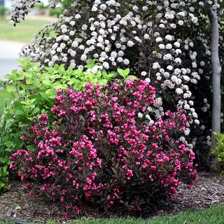 Вейгела цветущая "Нана пурпуреа" (Weigela florida "Nana Purpurea")