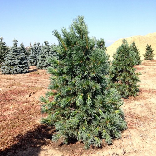 Сосна гибкая "Вандервульф Пирамид" (Pinus flexilis "Vanderwolf's Pyramid")