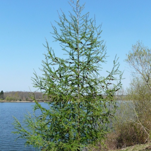 Лиственница маргилинда (Larix marschlinsii)