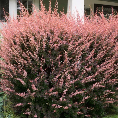 Барбарис Тунберга "Роуз Глоу" (Berberis thunbergii "Rosa Glow")