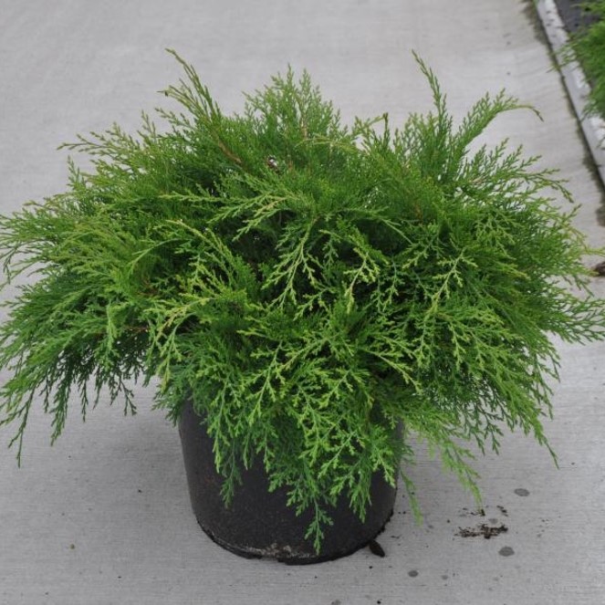 Микробиота перекрестнопарная "Якобсен" (Microbiota decussata "Jakobsen")