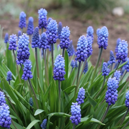 Мускари (Muscari)