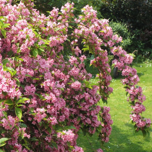 Вейгела цветущая "Стириака" (Weigela florida "Styriaca")