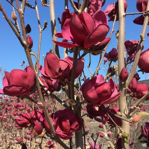 Магнолия гибридная "Джени" (Magnolia hibrida "Genie")