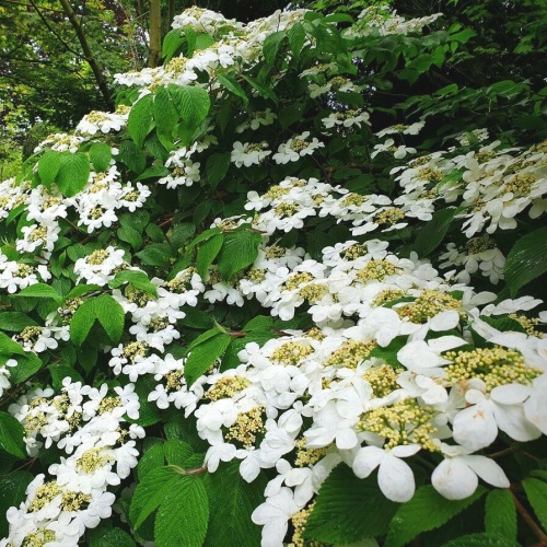 Калина складчатая "Ватанабе" (Vibrunum plicatum "Watanabe"))