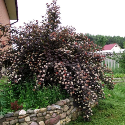 Пузыреплодник калинолистный "Диабло" (Physocarpus opulifolius "Diablo"))