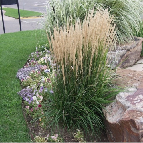 Вейник остроцветковый "Овердам" (Calamagrostis acutiflora "Overdam")
