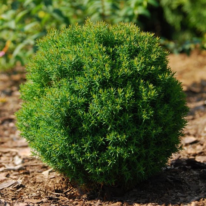 Туя западная "Тедди" (Thuja occidentalis "Teddy")