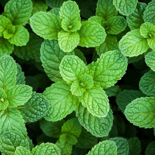 Мята перечная (Mentha piperita)