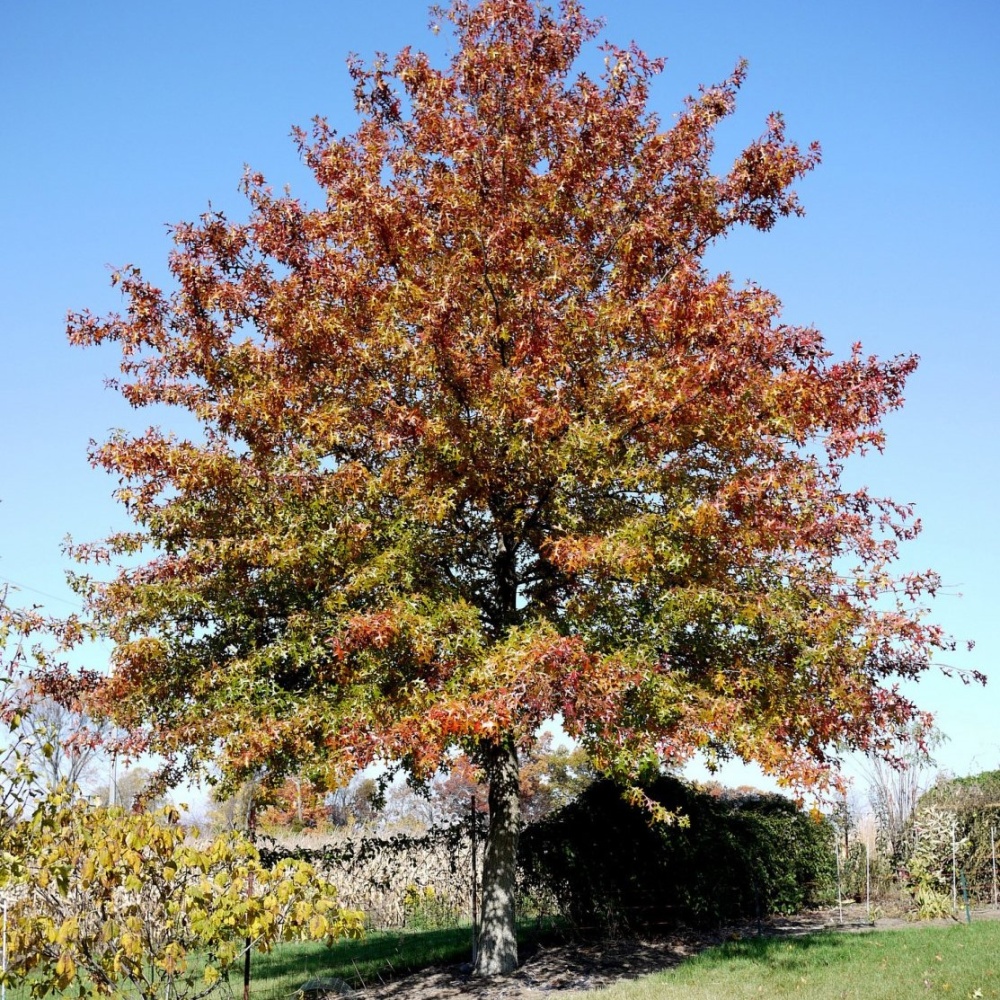 Дуб болотный (Quercus palustris)