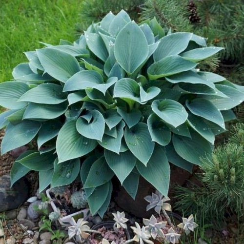 Хоста "Халцион" (Hosta hybrida "Halcyon")
