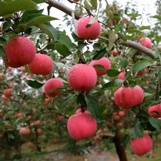 Яблоня "Фуджи" (2-летка) (Malus "Fuji")