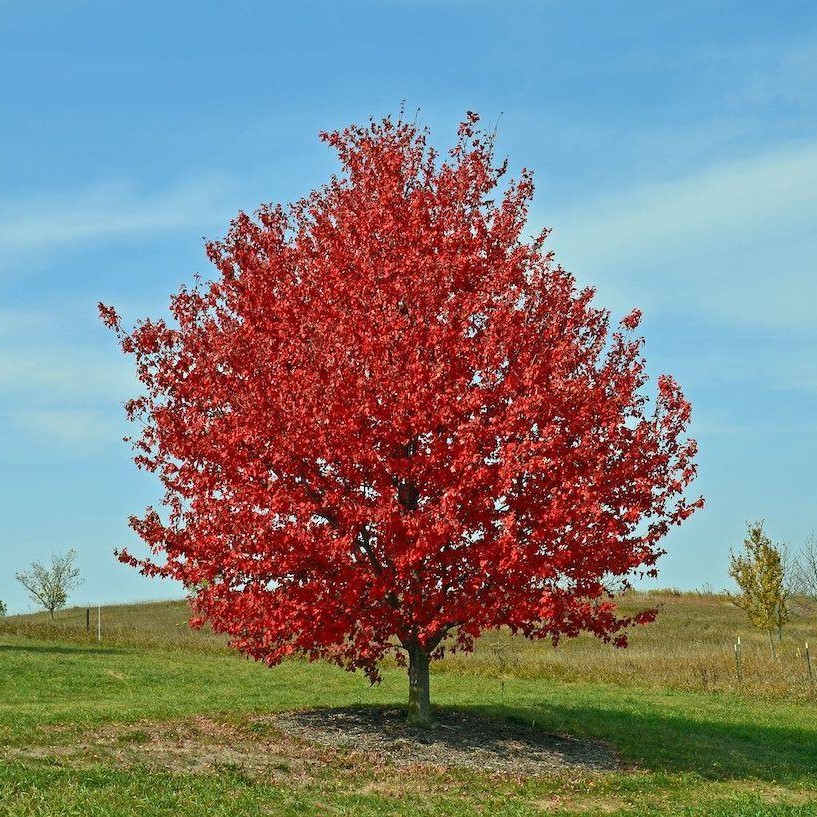 Клен красный "Ред Сансет" (Acer rubrum "Red Sunset") хлороз