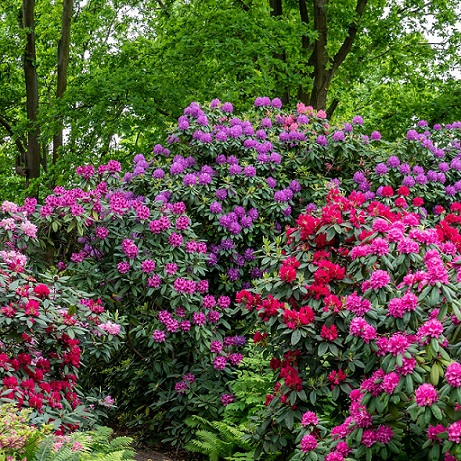 Рододендрон (Rododendron)