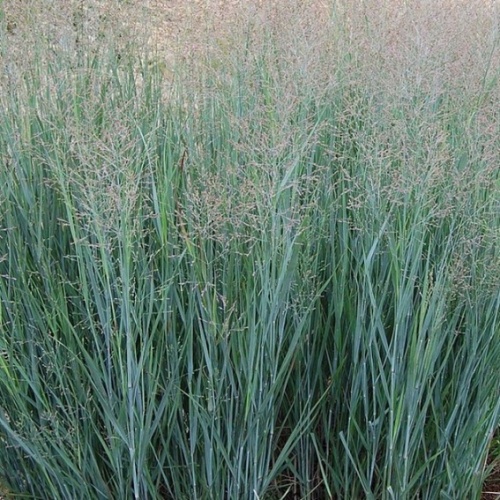 Просо прутевидное (Panicum virgatum)