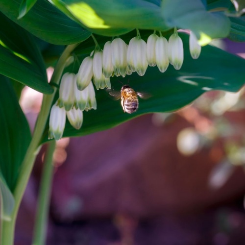 Купена лекарственная (Polygonátum odoratum)