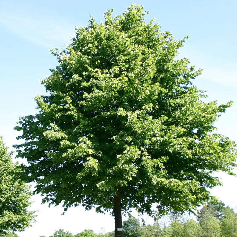 Липа мелколистная "Роэлво" (Tilia cordata "Roelvo")
