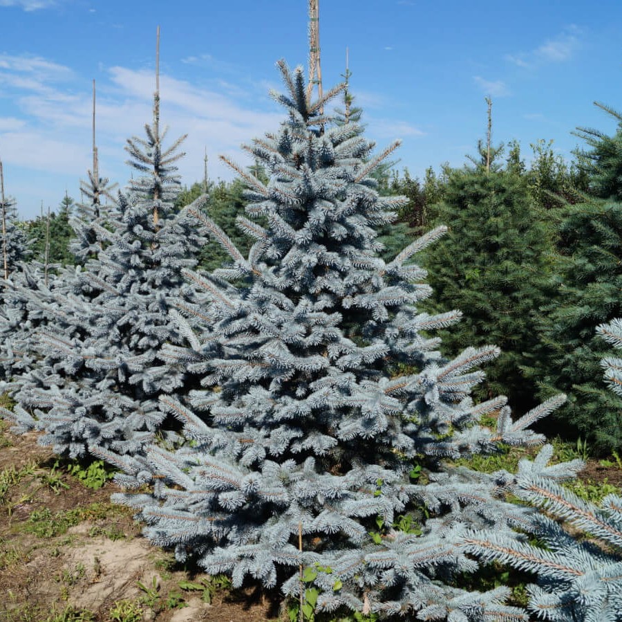 Ель колючая "Хупси" (Picea pungens "Hoopsii")