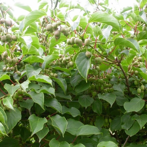 Актинидия аргута "Иссаи" (Actinidia arguta "Issai")