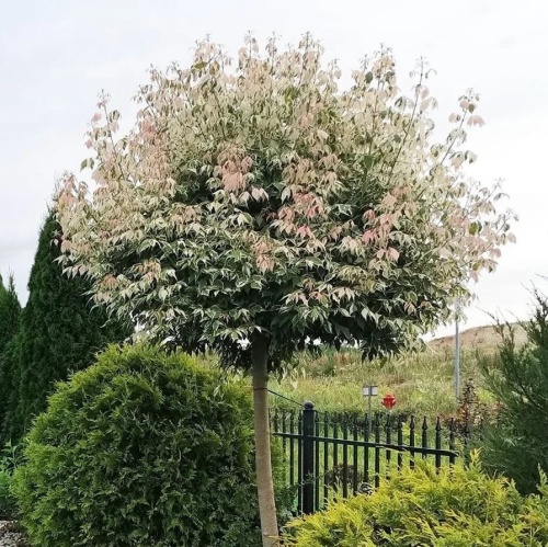 Клен ясенелистный "Фламинго" (Acer negundo "Flamingo")