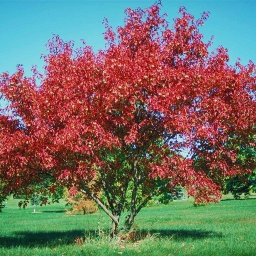 Клен Гиннала (Acer ginnala)