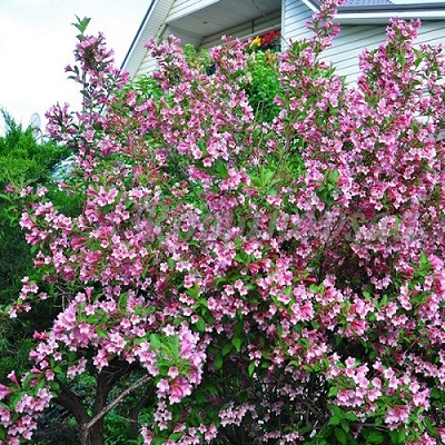 Вейгела цветущая "Пинк Принц" (Weigela hybrida "Pink Prince")