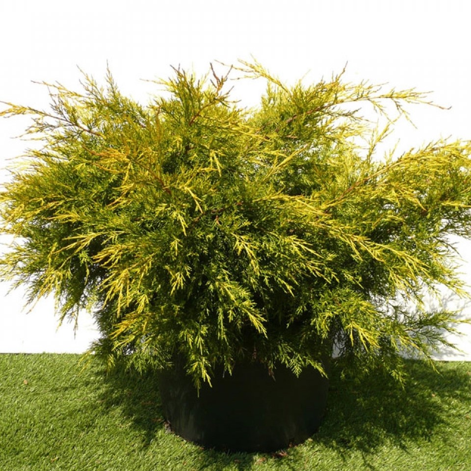 Можжевельник китайский "Куривао Голд" (Juniperus chinensis "Kuriwao Gold")