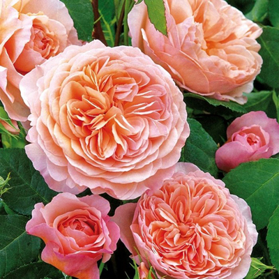 Роза английская "Вильям Моррис" (Rosa English "William Morris")