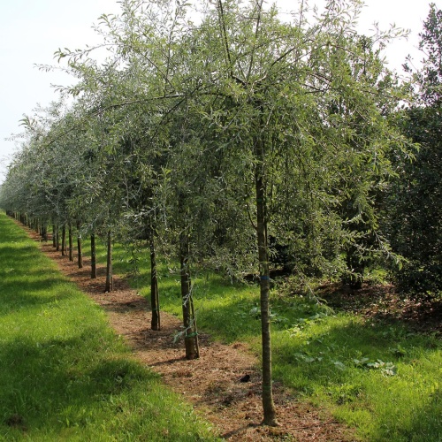 Груша иволистная "Pendula" (Pyrus salicifolia "Pendula")