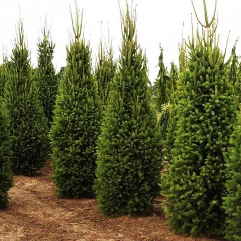 Ель обыкновенная "Колумнарис" (Picea abies "Columnaris")