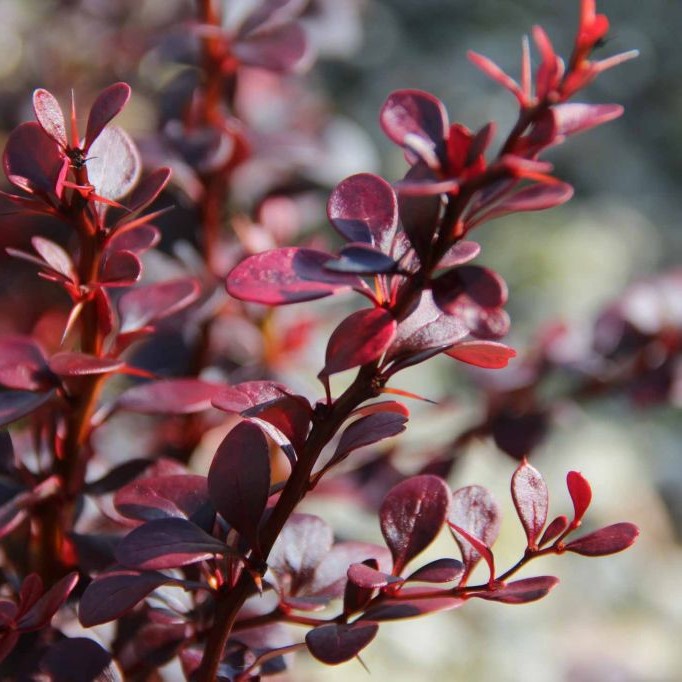 Барбарис Тунберга "Дартс Ред Леди" (Berberis thunbergii "'Dart's Red Lady")