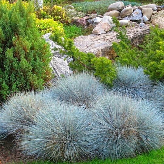 Овсяница голубая (Festuca cinerea)