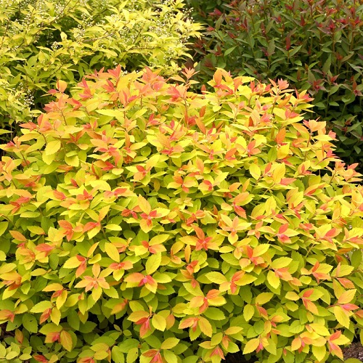 Спирея японская "Голдфлейм" (Spiraea japonica "Goldflame")