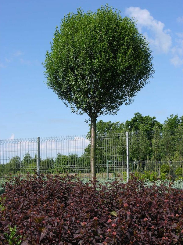 Вишня кустарниковая "Умбракулифера" (Prunus cerasus "Umbraculifera")
