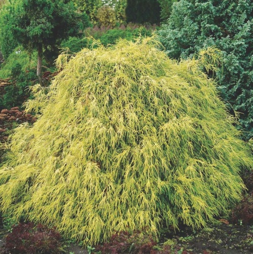 Кипарисовик горохоплодный "Филифера Ауреа Нана" (Chamaecyparis pisifera "Filifera Aurea Nana")