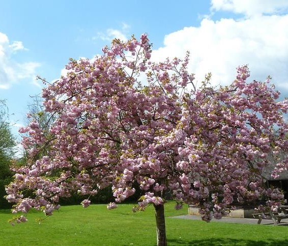 Черемуха мелкопильчатая "Пинк Перфекшен" (Pr. serrulata "Pink Perfection")