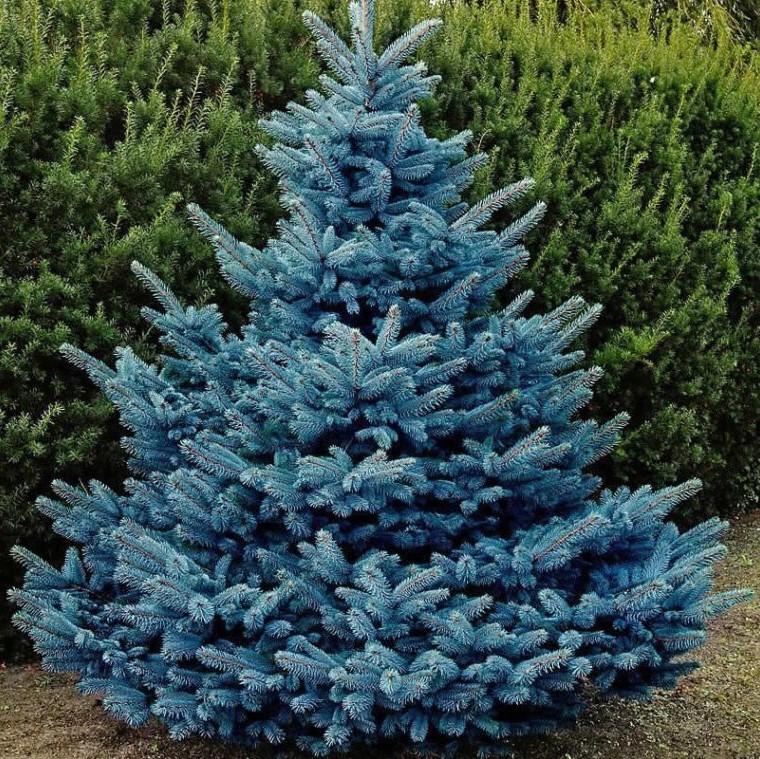 Ель колючая "Мисти Блю" (Picea pungens Misty Blue)