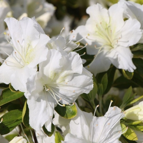 Рододендрон якушеманский "Шнеевитхен"(Rhododendron yakushimanum "Schneewittchen")