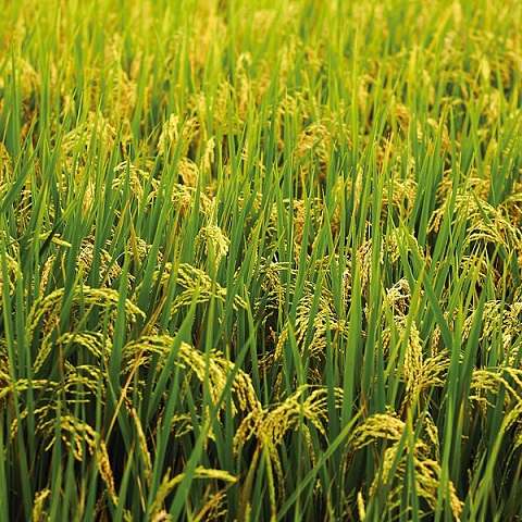 Просо (Panicum)