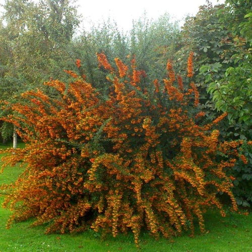 Пираканта (Pyracantha))
