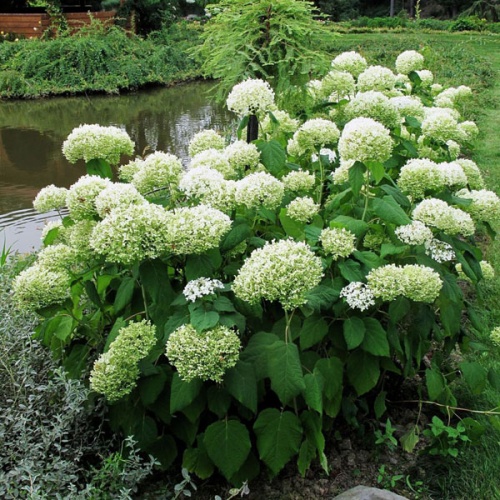 Гортензия древовидная "Стерилис" (Hydrangea arborescens "Sterilis")