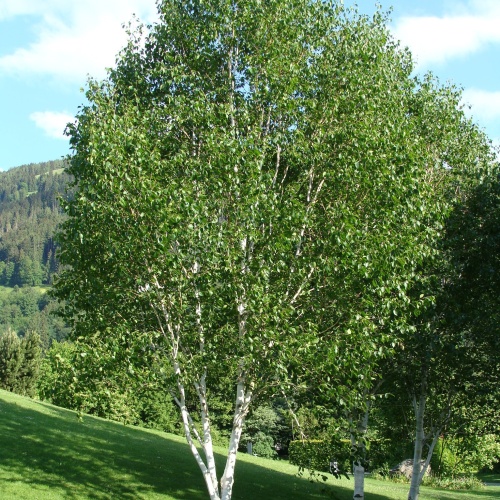 Береза бумажная (Betula papyrifera)