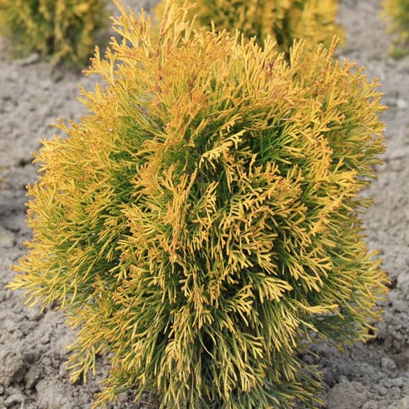 Туя западная "Голден Энн" (Thuja occidentalis "Golden Anne")